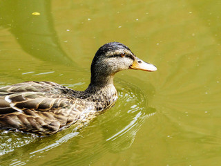 Duck on lake close up