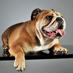 Obraz premium bulldog relaxing and having fun in a gray studio