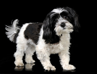 black and white havanese standing in a black studio