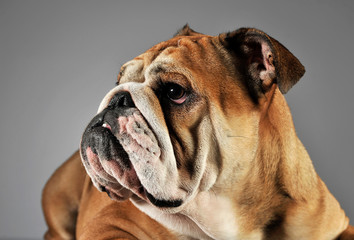 bulldog relaxing and having fun in a gray studio