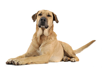 mixed breed  brown dog lying down in a white backgound studio