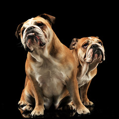 Fototapeta premium two Bulldogs sitting in a black photo studio