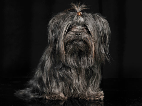cute shi tcu sitting in  black studio