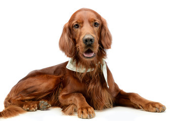 english setter lying down in a white photo studio