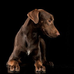 Funny ears mixed breed brown dog lying in black studio background