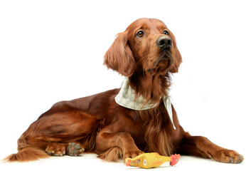very cute chinese crested dog  portrait in white background