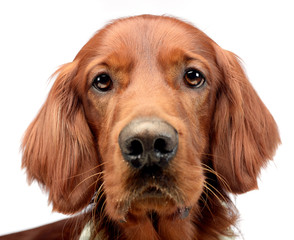 english setter portrait in a white photo studio