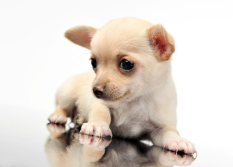 sweet puppy chihuahua portrait in white background studio