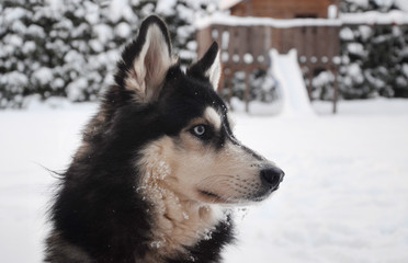 Siberian Husky with blue eyes, close up view with playground in background