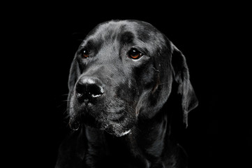 sad black mixed breed dog with beautiful eyes portrait in a black studio