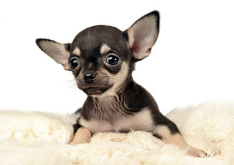 sweet puppy chihuahua portrait in white background studio