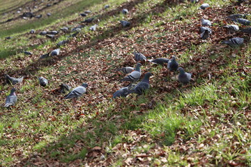 京都ぶらり、冬ざれの鴨川公園あたり