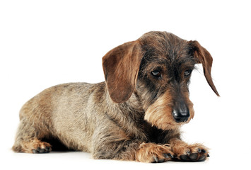 lovely dachshund relaxing in a white studio