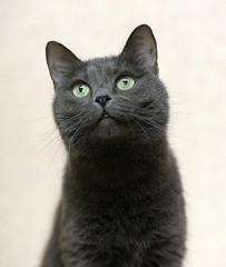 funny gray cat sitting © Evdoha