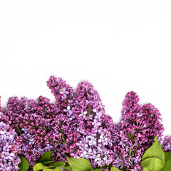 Obraz premium The beautiful lilac on white background. Place to insert text. Spring background. Flat, top view. Background for social networks.