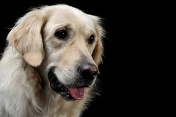 sad golden retriever portrait in a black studio