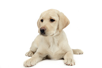 puppy labrador retriever lying and looking sideways in a white studio