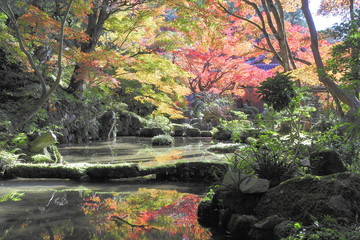 autumn leaves in Japan