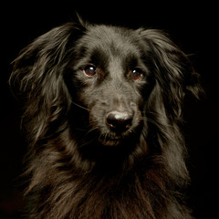 mixed breed black dog portrait in a dark photo studio