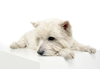 west highland white terrier relaxing in a big white cube