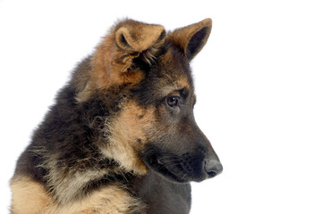 flying ears puppy german shepherd portrait  in a white photo studio