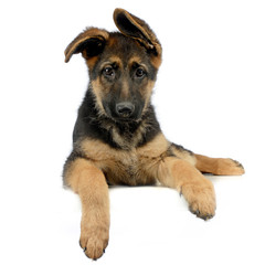 flying ears puppy german shepherd relaxing in a white photo studio