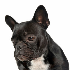 French bulldog looking down portrait in the white studio.