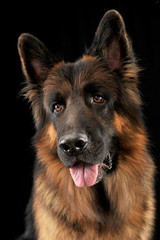 German shepherd dog portrait in a black studio