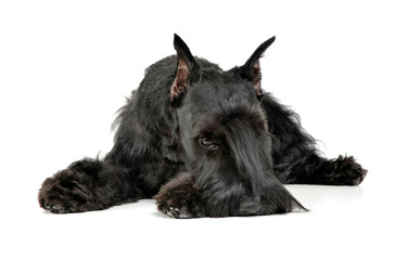 Miniature Schnauzer relaxing in a white photo studio