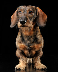 Wired hair dachshund standing in a black photo studio