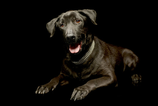 mixed breed black dog relaxing in a dark photo studio