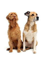 Mixed breed dog and a wired hair hungarian vizsla sitting in a white background