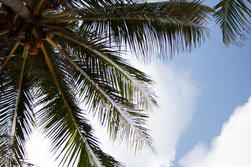 Fototapeta na wymiar Coconuts on palm tree with blue sky and clouds on the background