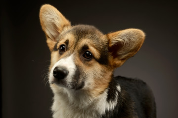 beautiful puppy corgie portrait in a dark photo studio