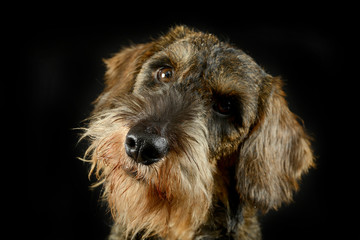 lovely puppy wired hair dachshund portrait in black photo studio