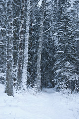 Snowbound winter forest, snowy trees in Finland.