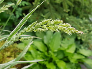 Зеленый  колос травы в весеннем саду крупным планом 