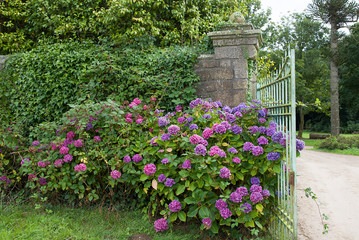 hortensia portail © Mario Wolff