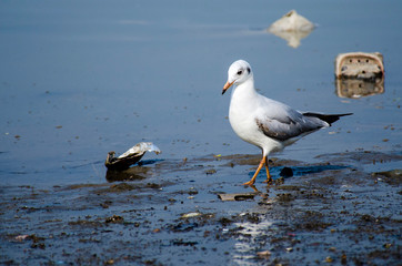 seabird at sea coast