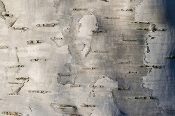 Close up of birch tree bark texture, natural background.