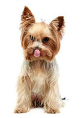 cute yorkshire terrier licking lips and looking at you  in a white photo studio