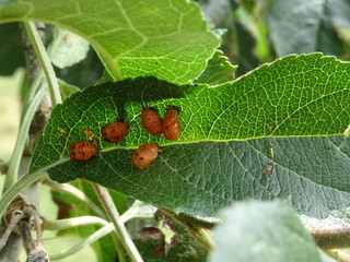 larve coccinelle pommier