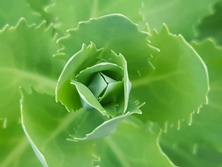 Зелёное молодило в саду крупным планом 