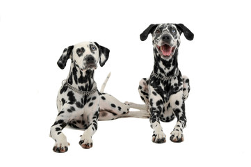 two cute dalmatians lying in white background photo studio