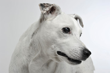 Obraz premium white mixed breed dog with funny ears portrait in white background