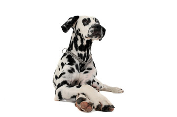 cute dalmatians lying with crossed legs in white background photo studio