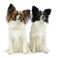 two cute papillons sitting in white photo studio