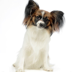 cute papillon waching in white photo studio