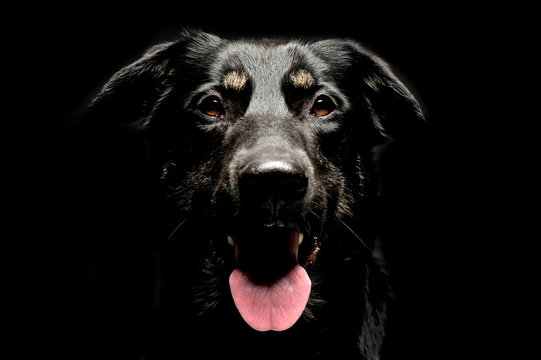 mixed breed black dog portrait in dark background studio