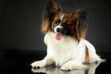 cute papillon relaxing in dark photo studio
